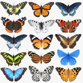 3D Butterfly Collection 2 model